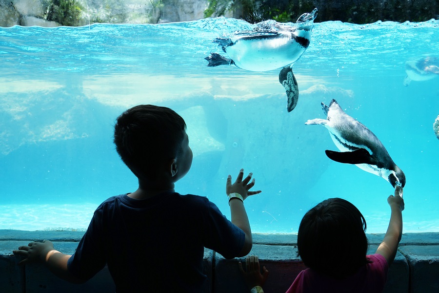 Visit Your Local Aquarium