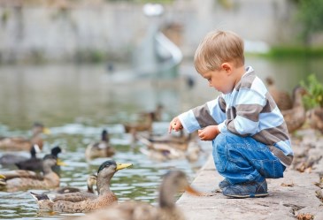 Cute little boy feeding ducks in a pond