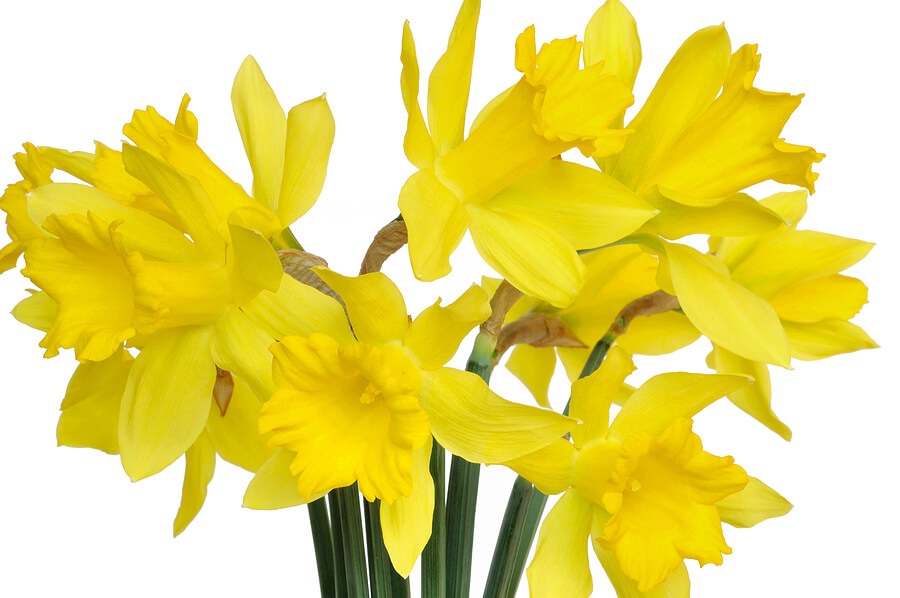 Fundraising ideas, daffodils for school flower sale