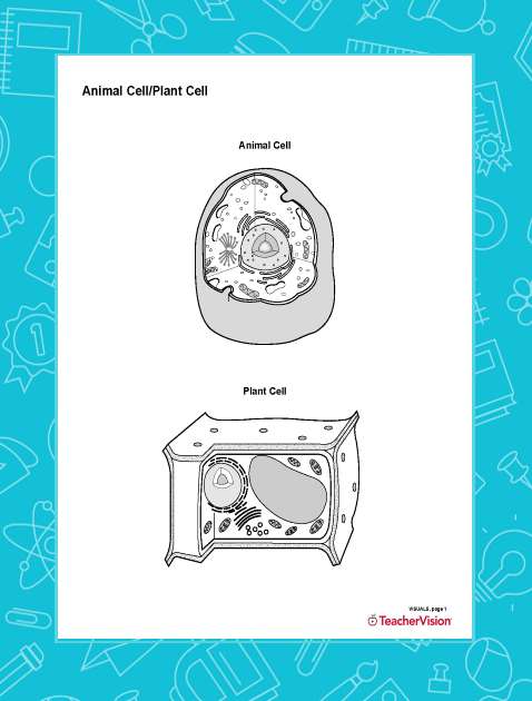 Blank Printable Diagram of Animal and Plant Cell Structure