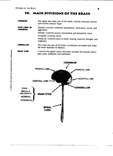 Main Divisions of the Brain