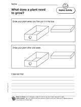 What Does a Plant Need to Grow?