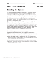 Breeding the Spinone