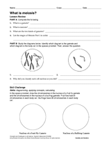 What Is Meiosis?